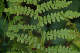 Athyrium filix-femina Wijfjesvaren bestellen